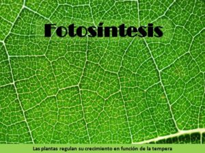 Fotosíntesis en las plantas