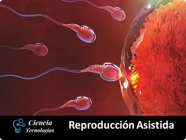 Reproducción Asistida Espermatozoides llegando al Óvulo