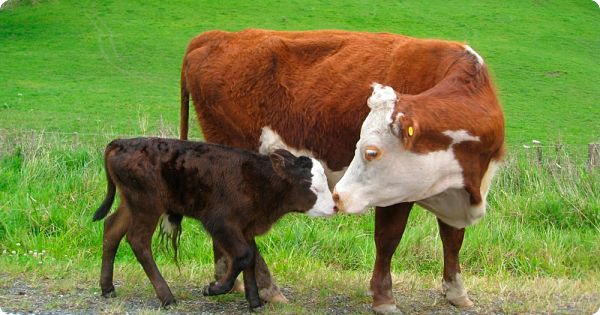 Vaca y su ternero en la inseminación artificial en bovinos