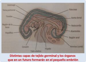 Órganos y tejidos: Diferentes capas de tejido germinal y los órganos que en un futuro se formarán en el pequeño embrión