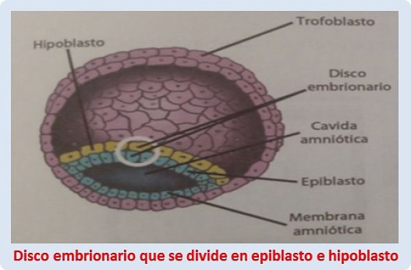 Tejidos y órganos: Disco embrionario que se divide en epiblasto e hipoblasto
