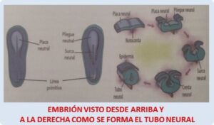 Tejidos y órganos: EMBRIÓN VISTO DESDE ARRIBA Y COMO SE FORMA EL TUBO NEURAL