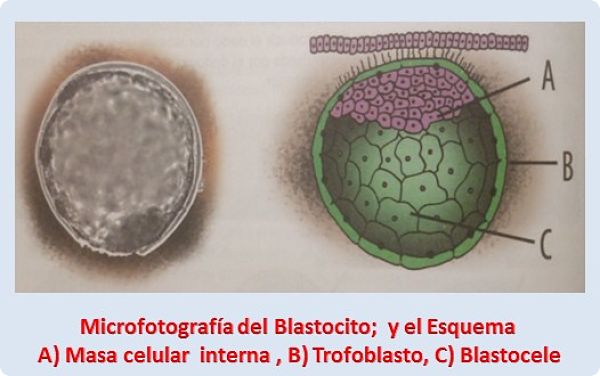 Tejidos y órganos: Microfotografía de Blastocito