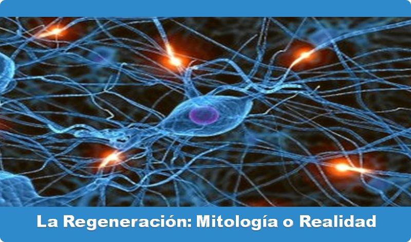 La regeneración celular, mitología o realidad